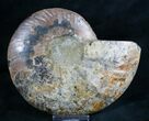 Split Ammonite Fossil (Half) #7969-1